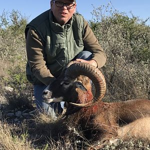 Texas Mouflon