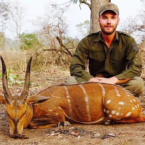 Harnessed Bushbuck Hunting in Benin