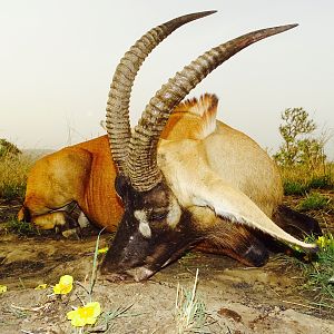 Benin Hunt Roan Antelope