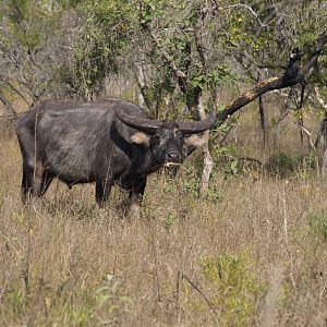 Asiatic Water Buffalo Arnhemland Australia