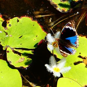 Butterfly Australia