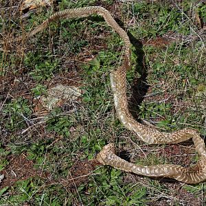 Brown Snake shedded skin Australia