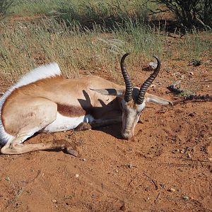Springbok Hunt in Namibia