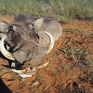 Namibia Hunt Warthog