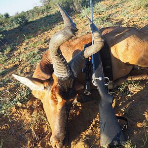 Red Hartebeest Hunt in Namibia