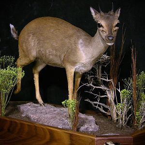 Blue Duiker Full Mount Taxidermy