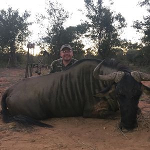 Blue Wildebeest Bow Hunt in South Africa