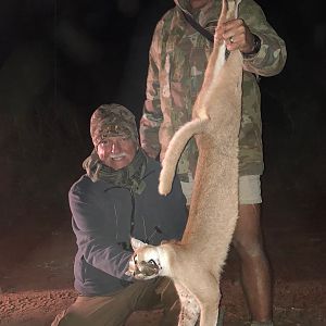 Hunting Caracal South Africa