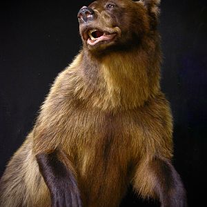 8 Footer Brown Bear Full Mount Taxidermy