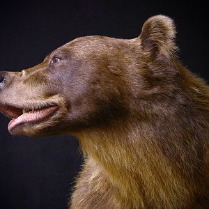 8 Footer Brown Bear Full Mount Taxidermy