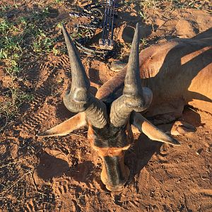 Red Hartebeest Bow Hunting in South Africa