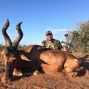 Bow Hunt Red Hartebeest South Africa