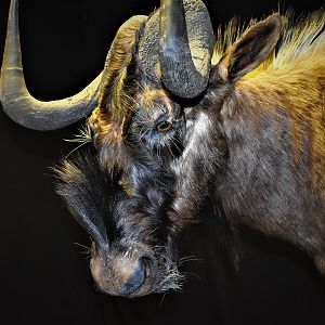 Black Wildebeest Shoulder Mount Taxidermy