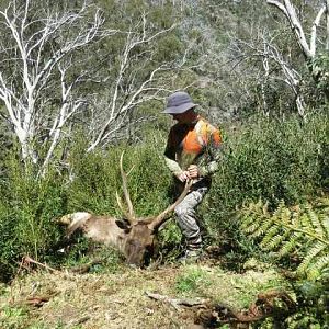 Australia Hunting Sambar Deer