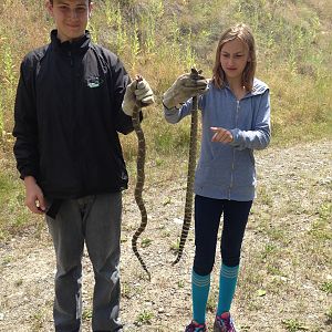 Hunting Rattlesnake