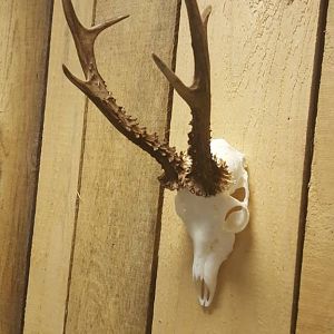 Roe Deer European Skull Mount Taxidermy