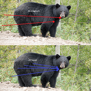 Bear Shot Placement