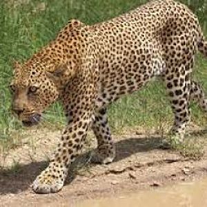 Leopard Zimbabwe