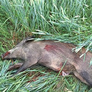 Boar Hunting Sweden