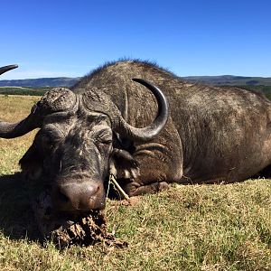 Cape Buffalo Hunting in South Africa