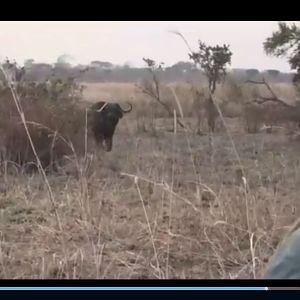 Hunting Cape Buffalo in Tanzania