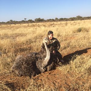 South Africa Hunting Female Ostrich