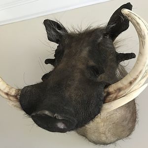 Warthog