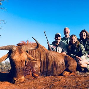 South Africa Hunting Golden Wildebeest