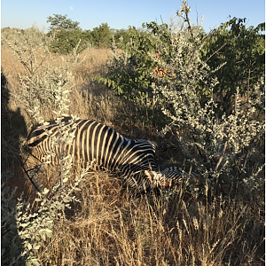 Hartmann's Mountain Zebra Bow Hunt in Namibia