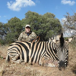 Burchell's Plain Zebra Hunting South Africa