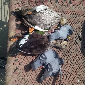 Duck & Dove Hunting in India