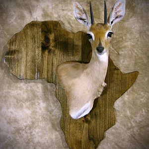Steenbok on Africa Shield Mount Taxidermy