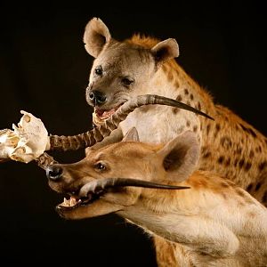 Spotted Hyenas Full Mount Taxidermy Close Up