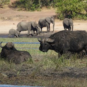 Cape Buffalo & Elephant Chobe National Park Botswana