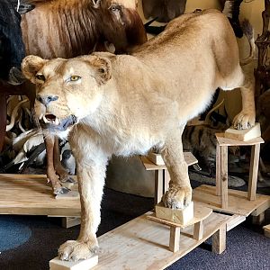 Lioness Full Mount Taxidermy