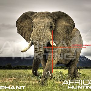 Hunting Elephant Quater View Shot Placement