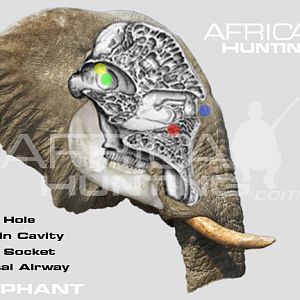 Hunting Elephant Head Shot Placement