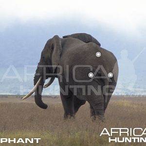 Hunting Elephant Shot Placement