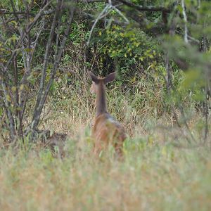 Female Bushbuck Zimbabwe