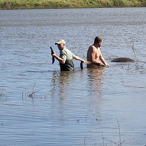 Recovering Hippo from Water