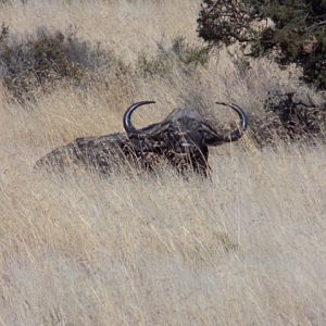 Cape Buffalo South Africa