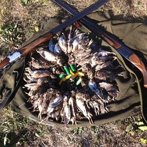 quails hunt in Romania