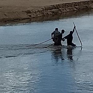 Recovering Crocodile from river Zambia