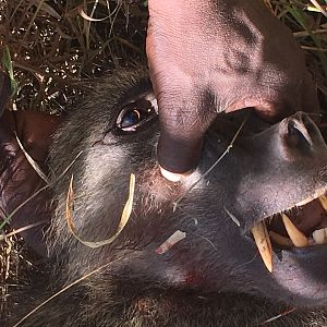 Hunt Baboon in Zimbabwe