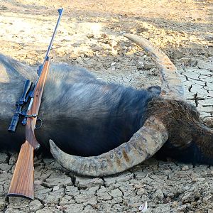 Australia Hunting Asiatic Water Buffalo