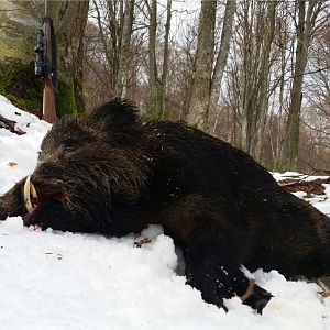 Wild Boar Hunting Romania