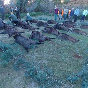 Hunt Wild Boar in Romania