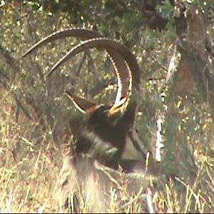 Sable Antelope South Africa