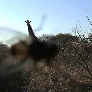 A fly trying trying get me through the camera lens as I focus on a giraffe