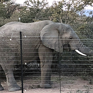 Elephant in bordering Park South Africa